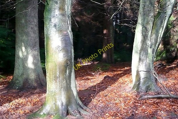Photo 6"x4" Eeriness in the trees Brierley\/SO6215 c2009