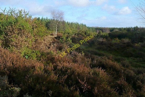 Photo 6"x4" Deep in the forest Cinderford c2009
