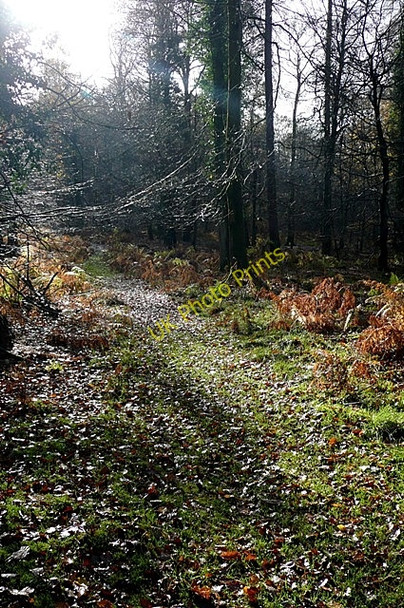 Photo 6"x4" Path through the forest Cinderford c2009