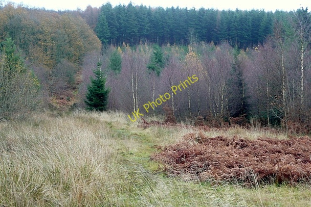 Photo 6"x4" Forest of Dean Upper Soudley c2009