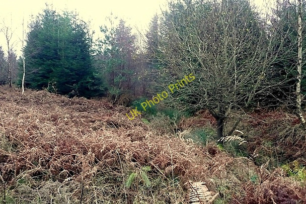 Photo 6"x4" Edge of the woodland Upper Soudley c2009