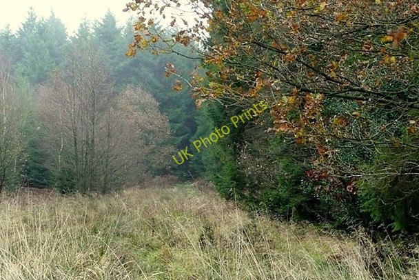 Photo 6"x4" Into the woodland Upper Soudley c2009