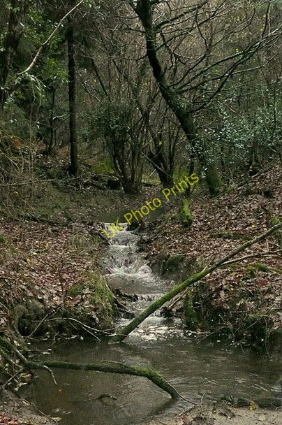 Photo 6"x4" Stream in the forest Upper Soudley c2009