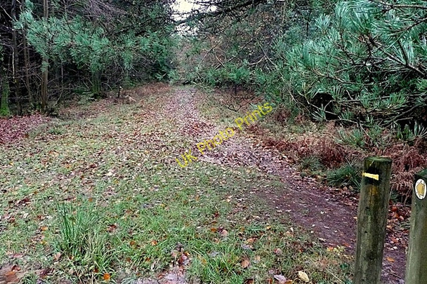 Photo 6"x4" Footpath in the forest Upper Soudley c2009