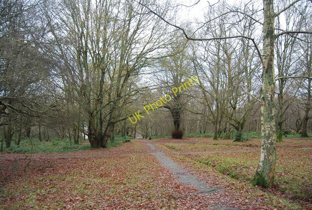 Photo 6"x4" Woodland, Tunbridge Wells Common Royal Tunbridge Wells c2009