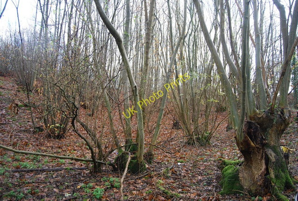 Photo 6"x4" Coppiced trees, The Chestnut Ashbank\/TQ8253 c2009