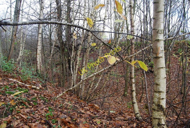 Photo 6"x4" An old quarry, The Chestnuts Ashbank\/TQ8253 c2009
