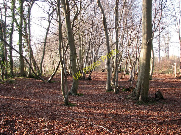 Photo 6"x4" Lower Wood Nature Reserve Ashwellthorpe c2009