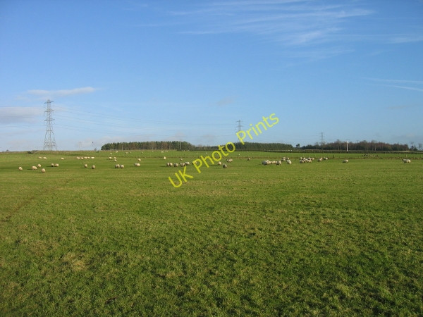 Photo 6"x4" Field with sheep near Whitshields Thorngrafton c2009