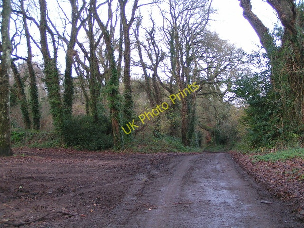 Photo 6"x4" Lane through woods to Stowford Yettington c2009