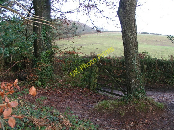 Photo 6"x4" A field a gate and a track Yettington c2009