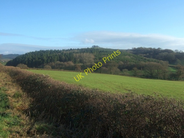 Photo 6"x4" Woodland to south of Westwood Farm Stockleigh Pomeroy c2009