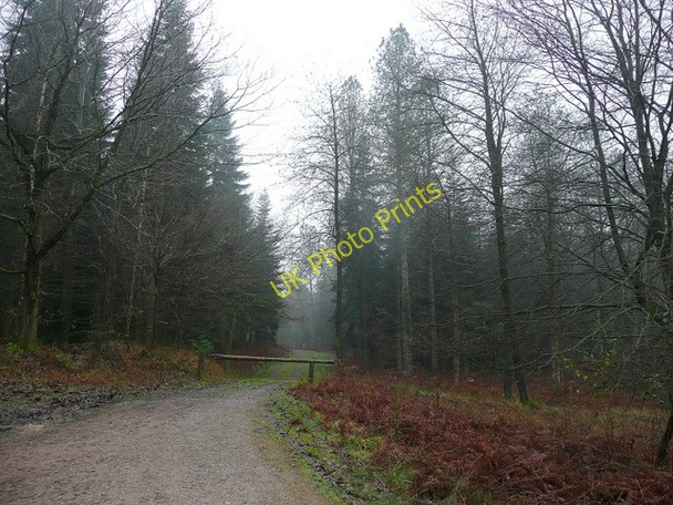 Photo 6"x4" Track into the wintery forest Parkend\/SO6108 c2009
