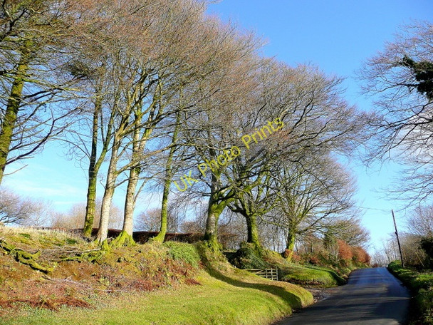 Photo 6"x4" Beeches along the road Withypool c2009
