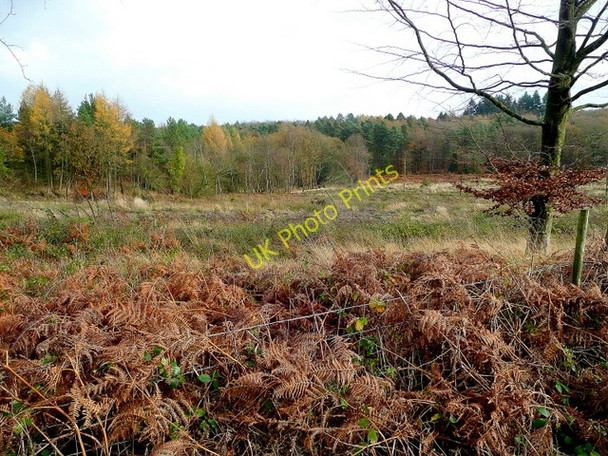 Photo 6"x4" Forest clearing Ruspidge c2009