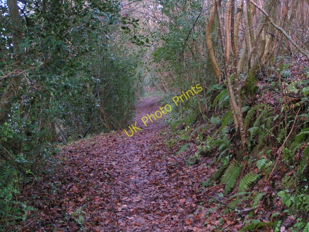 Photo 6"x4" Exe Valley Way in Backs Woods, looking north Collipriest c2009