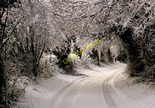 Photo 6"x4" Snow-covered trees near Humbly Grove Powntley Copse c2009