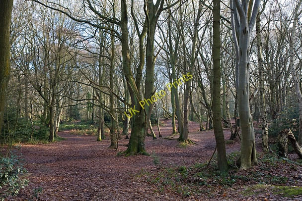 Photo 6"x4" Hampstead Heath - North End Hampstead\/TQ2685 c2009