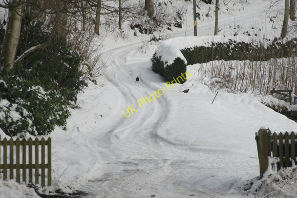 Photo 6"x4" Driveway to Thornton, between Dunkeld and Caputh Caputh c2009