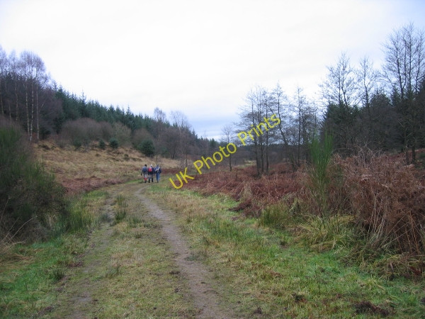 Photo 6"x4" Forest Track through Pundershaw Forest Stonehaugh c2009
