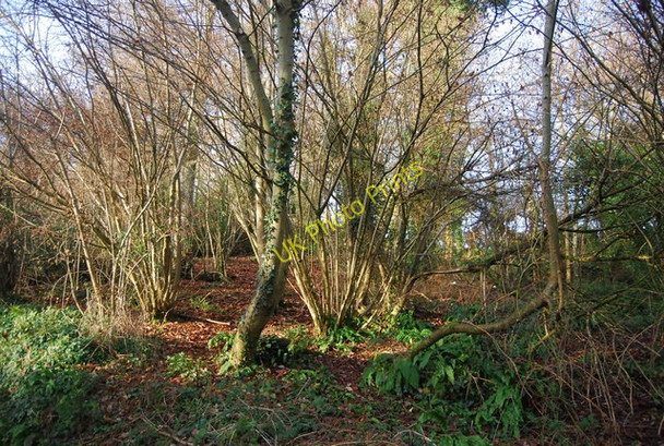 Photo 6"x4" Coppiced trees, Roughmoor Copse Beggearn Huish c2009