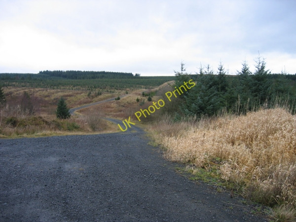 Photo 6"x4" Forest Road near Pundershaw Fletchlaw Burn c2009