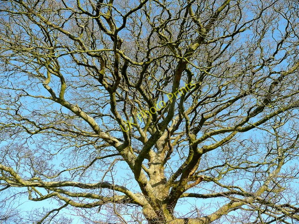 Photo 6"x4" Winter beech Garway Hill c2010