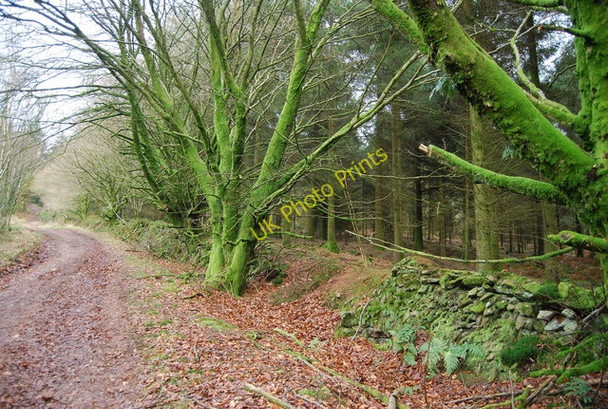 Photo 6"x4" Earth embankment along the track in Monkham Wood Churchtown\/SS9738 c2009