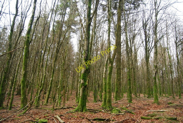Photo 6"x4" Monkham Wood Churchtown\/SS9738 c2009