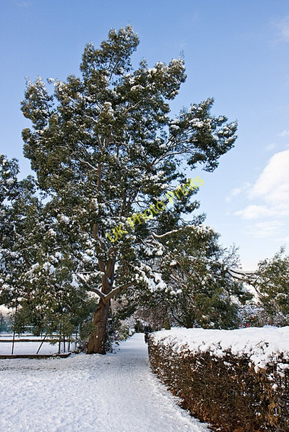 Photo 6"x4" Victoria Park Finchley c2010