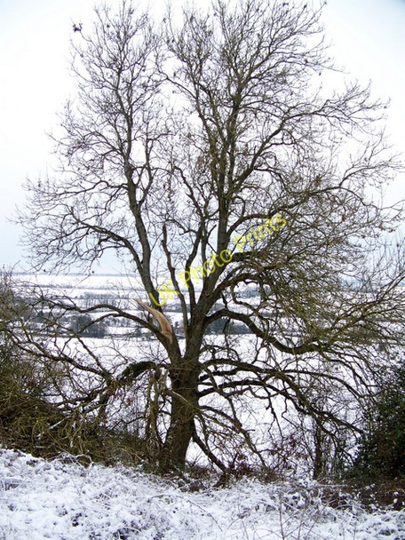 Photo 6"x4" Tree, Knighton Hill Stoke Farthing c2010