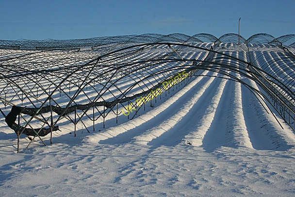 Photo 6"x4" Strawberry Fields in Winter Kinfauns c2010