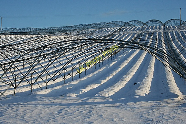 Photo 6"x4" Strawberry Farm Kinfauns c2010