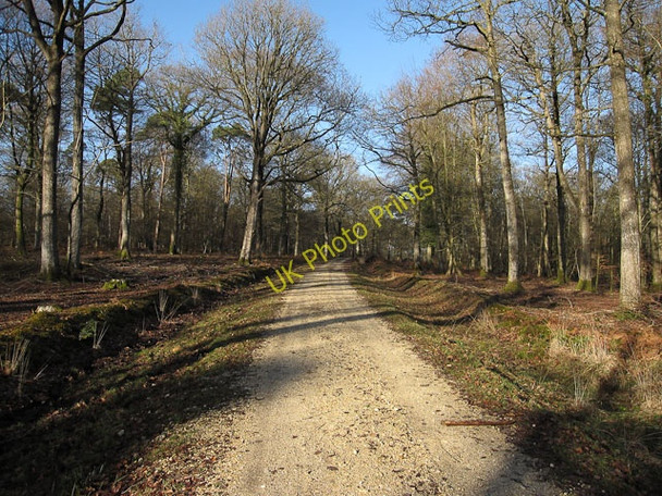 Photo 6"x4" Track in Parkhill Inclosure Balmerlawn c2010