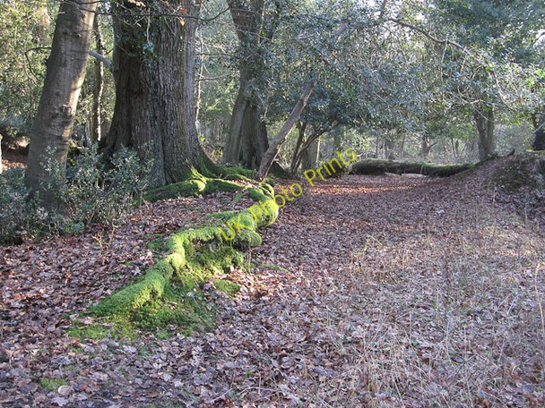 Photo 6"x4" Mossy roots and pony browse line Balmerlawn c2010