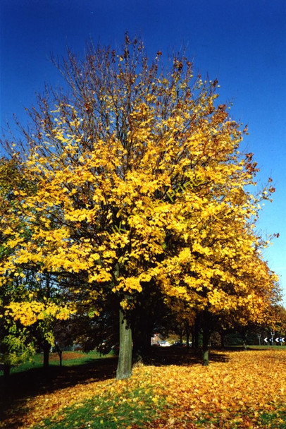 Photo 6"x4" Autumn colours in Meole Brace Shrewsbury c2001