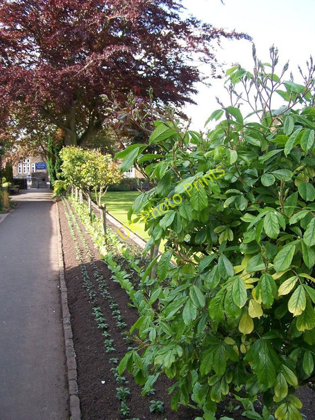 Photo 6"x4" How does your garden grow?, Bath Gardens, Bakewell Bakewell c2009
