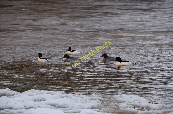 Photo 6"x4" Goosanders on the Tweed Peebles\/NT2540 c2010