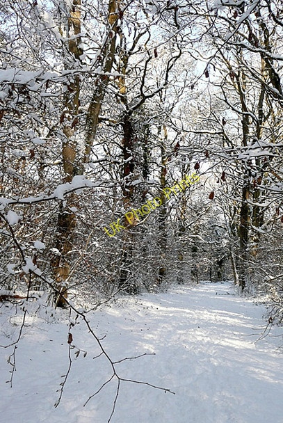 Photo 6"x4" Path in Morgaston Wood Salters Heath\/SU6157 c2010