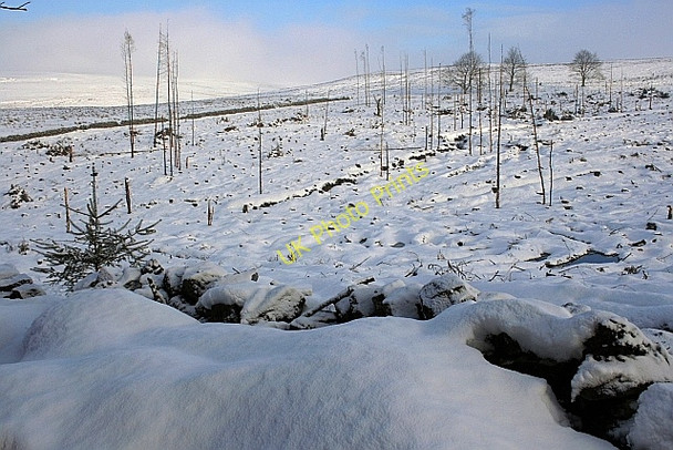 Photo 6"x4" Clear Felling, Cod Beck Wood Osmotherley c2010