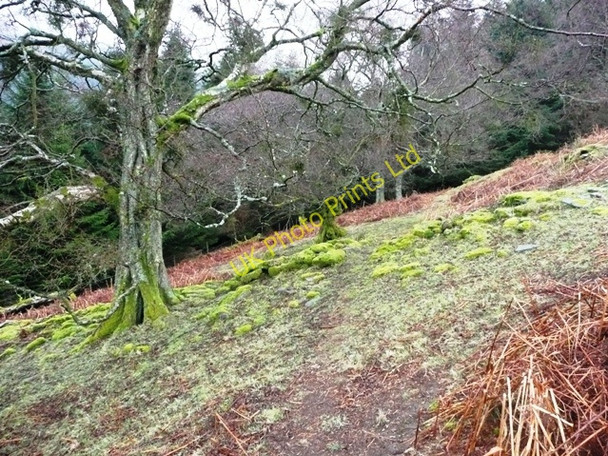 Photo 6"x4" Into the woods Llanthony c2008