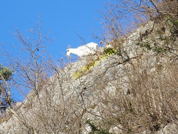 Photo 6"x4" Mountain goats, Burrington Coombe Langford Green\/ST4759 c2010