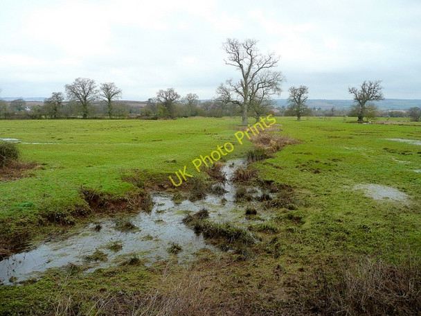 Photo 6"x4" The Culm floodplain Columbjohn c2010
