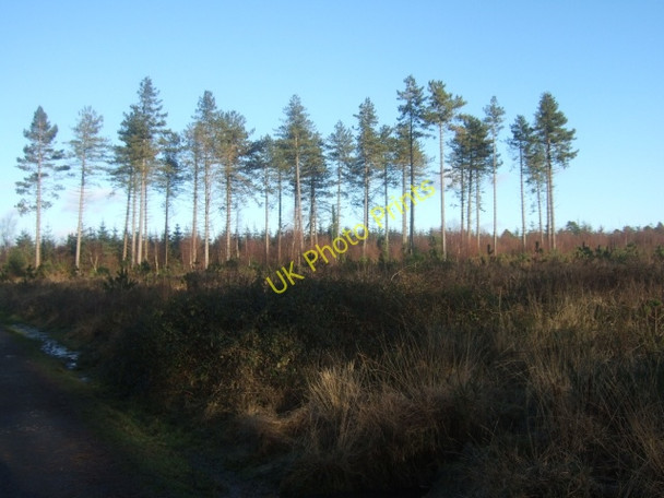 Photo 6"x4" Trees on Haldon Ashcombe\/SX9179 c2010