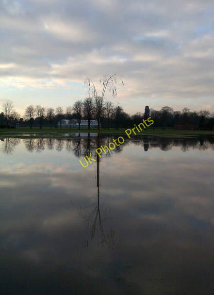 Photo 6"x4" A young tree in the flood Long Eaton c2010