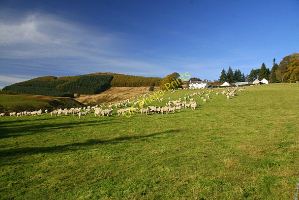 Photo 6"x4" Redheugh, Glen Ogil Glenogil c2009