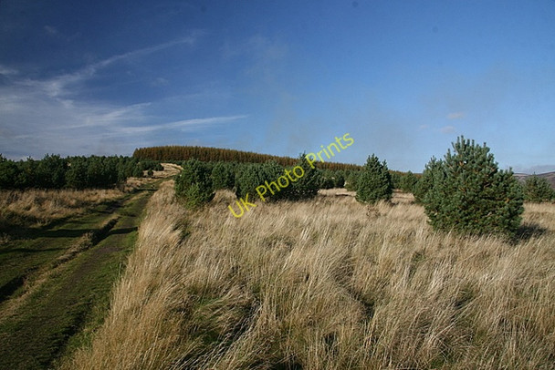 Photo 6"x4" Keillor Wood Glenogil c2009