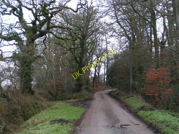 Photo 6"x4" The lane heads into the woods Larkbeare c2010