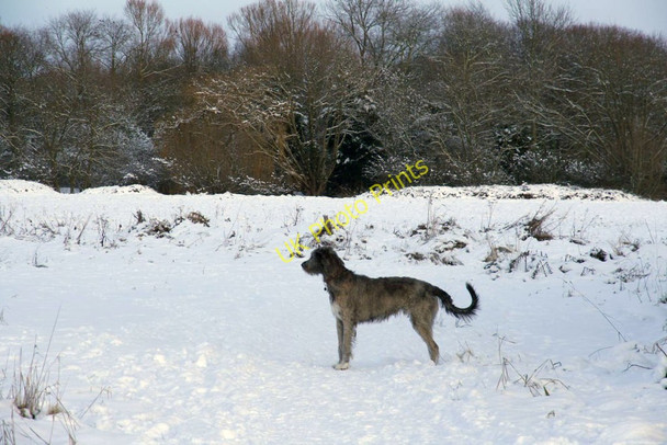 Photo 6"x4" Dog in the snow North Stoke\/SU6186 c2010