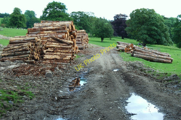 Photo 6"x4" Felled timber ready for collection Carrog\/SJ1043 c2009